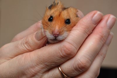 Cropped image of hand holding mouse