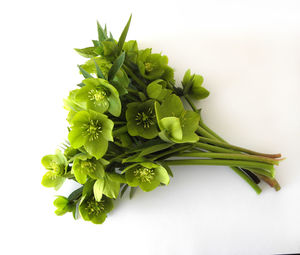 Close-up of vegetable over white background