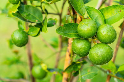 Close-up of fruits growing on tree