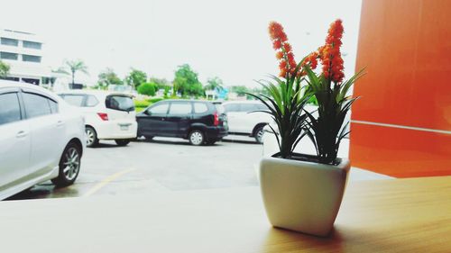 Close-up of plants