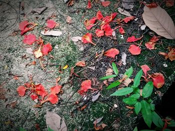 High angle view of maple leaves on plant during rainy season