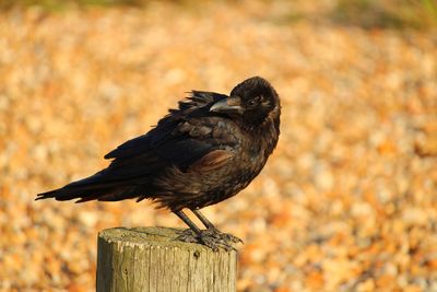 Close-up of bird perching on wooden post