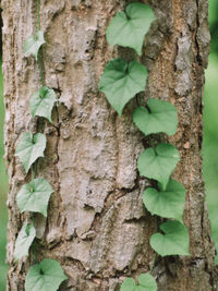 Close-up of ivy growing on tree trunk