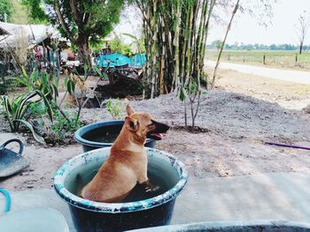 Dog sitting in a field