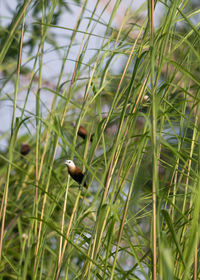 Bird perching on grass