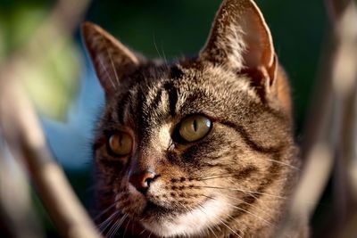 Close-up portrait of cat