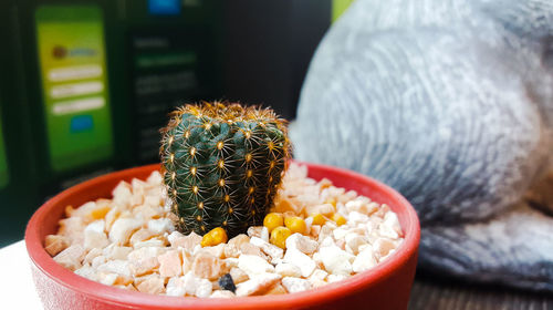 Close-up of potted cactus on table