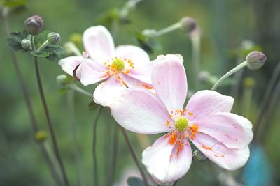 Close-up of pink cherry blossoms growing outdoors