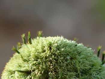 Close-up of succulent plant