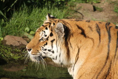 View of tiger drinking water