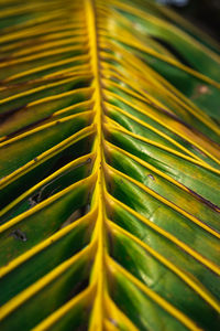 Detail shot of palm leaves