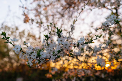 Close-up of cherry blossom