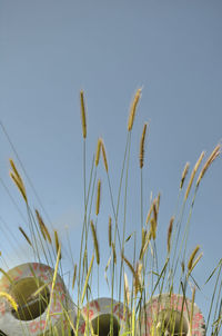 Close-up of stalks against blue sky