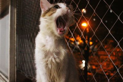 Close-up of cat yawning by chainlink fence at night