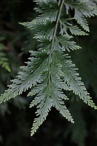 Close-up of leaves