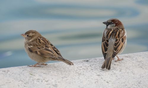 Birds perching on retaining wall