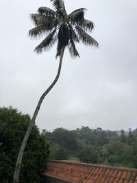 Palm tree by building against sky