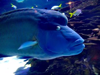 Close-up of fish swimming in aquarium