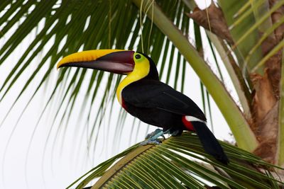 Low angle view of bird perching on plant