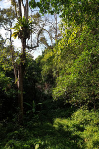 Trees in forest