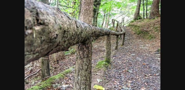 Close-up of tree trunk in forest