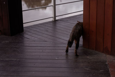 Dog walking on wooden floor