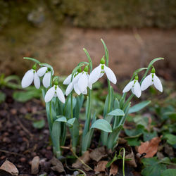 Close-up of white flowering plant on field