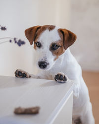 Portrait of dog looking at home