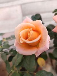 Close-up of rose flower