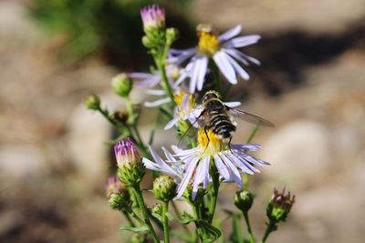 Close-up of honey bee pollinating on flower