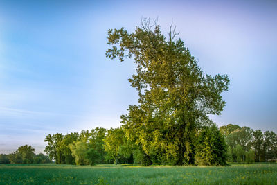 Trees on field against sky