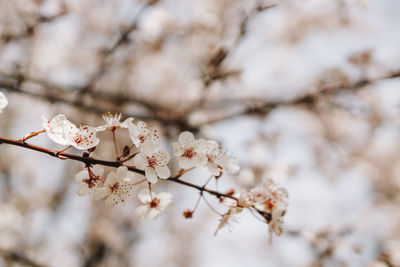 Low angle view of cherry blossom tree
