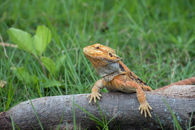 Close-up of a lizard on grass