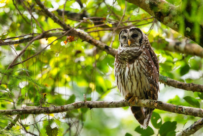 Low angle view of owl perching on tree