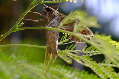 Close-up of butterfly on plant