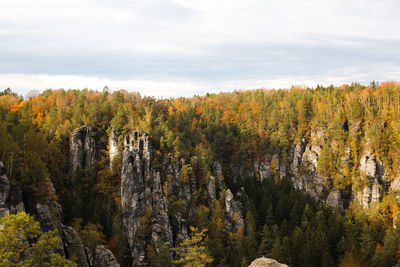 Scenic view of forest against sky during autumn