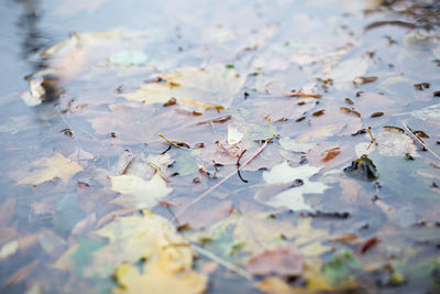 Drops of rain water on a fresh asphalt in the autumn, floating autumn leaves