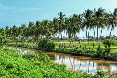 Scenic view of palm trees by lake against sky