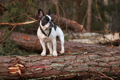 Close-up of dog