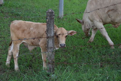 Cows standing in field