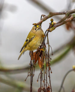 Close-up of bird perching outdoors