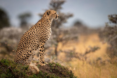 Cheetah on land