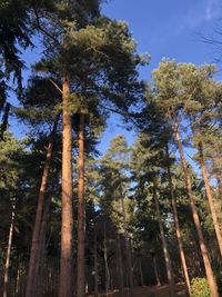 Low angle view of trees in forest