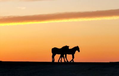 Horses at sunrise andorra 