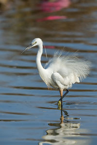 A little egret in breeding plumage