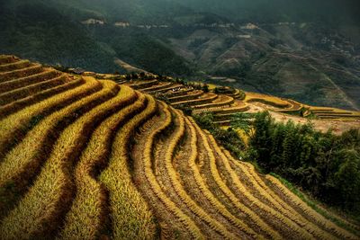 Scenic view of agricultural field