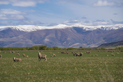 Sheeps in a field