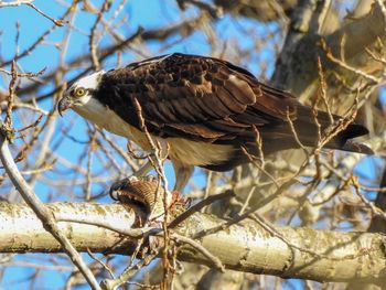 Osprey eating its catch of the day 