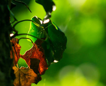 Close-up of water drops on leaves