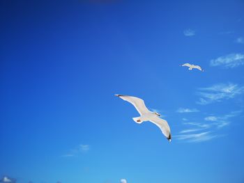 Low angle view of seagulls flying